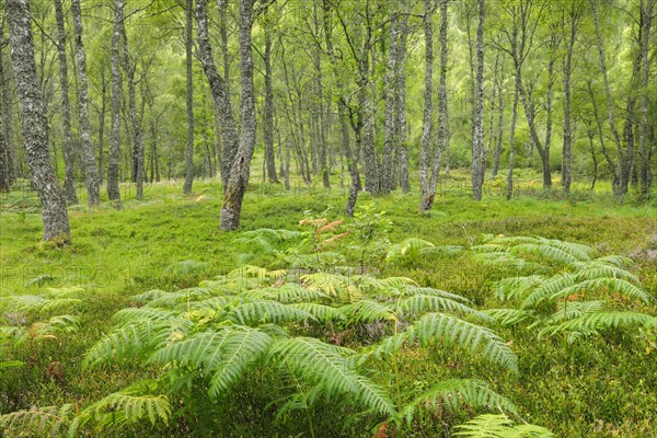 Birch forest