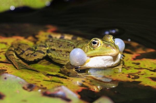 Green frog