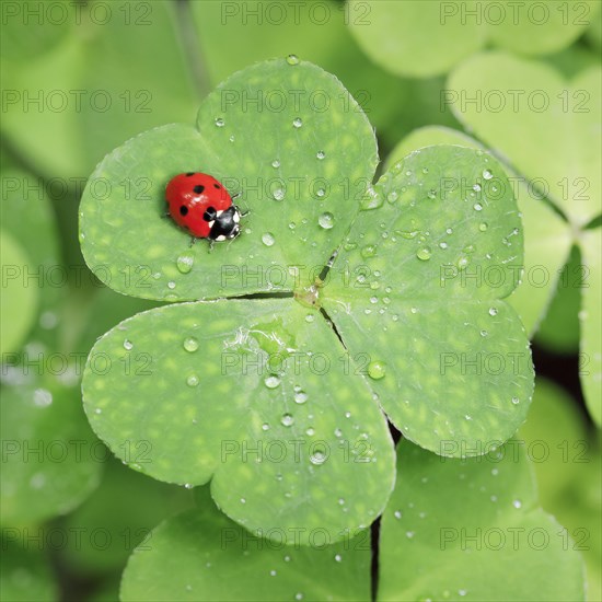 Seven-spot ladybird on clover