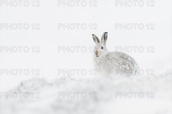 Mountain hare