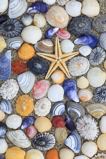 Starfish and shells in sand