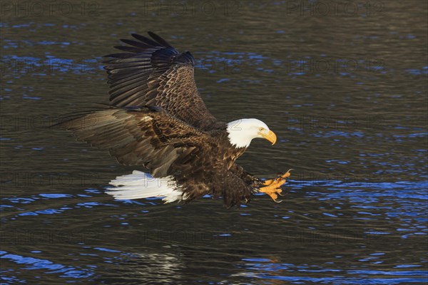 Bald eagle