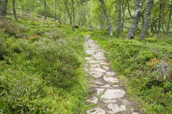 Footpath in birch forest