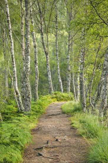 Footpath in birch forest