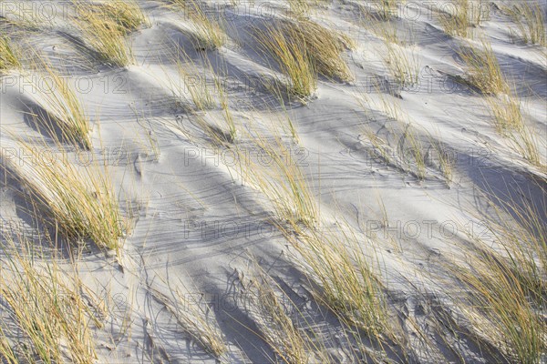 Marram Grass