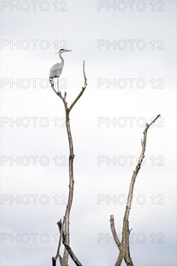 Grey heron