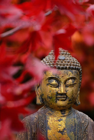 Buddha head with autumn leaves