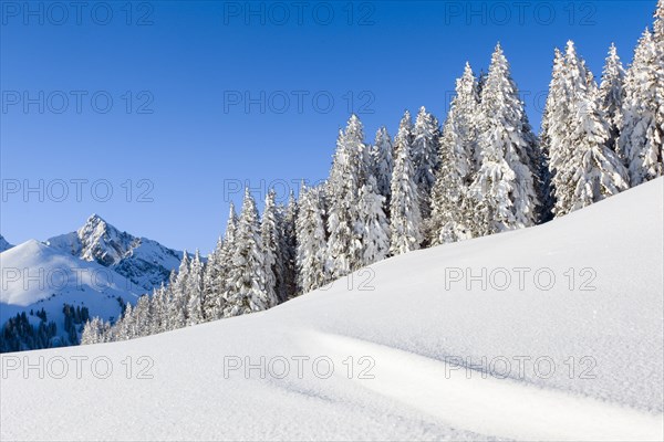 Snowy fir forest