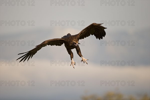 Cinereous vulture