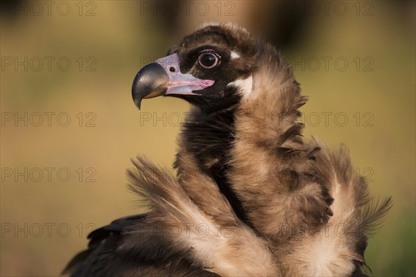 Cinereous vulture
