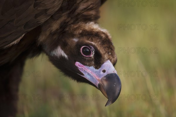 Cinereous vulture