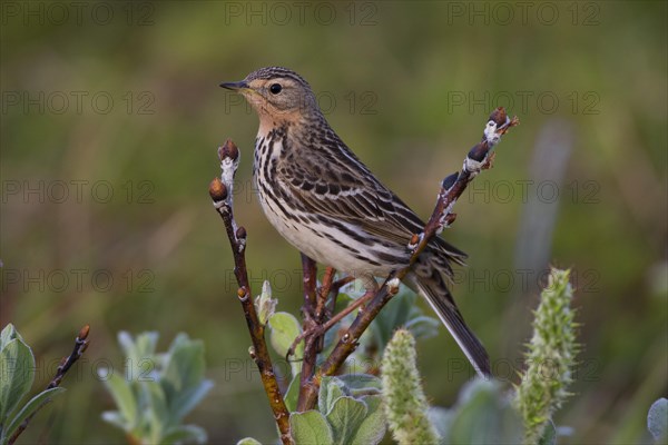 Northern wheatear