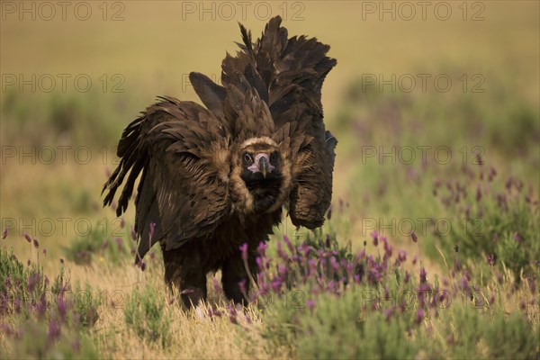 Cinereous vulture