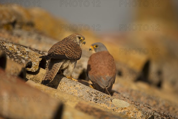 Lesser Kestrel