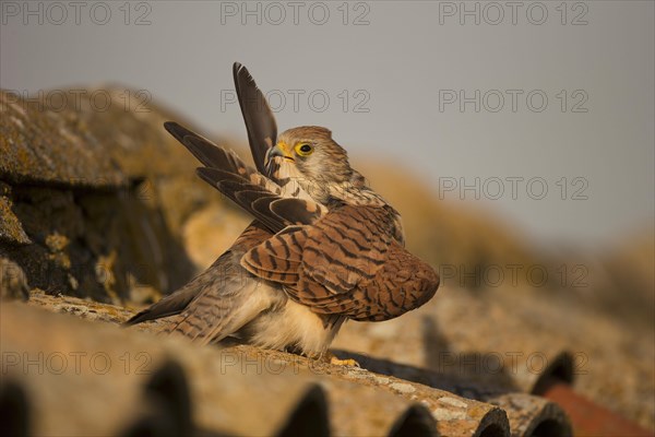 Lesser Kestrel