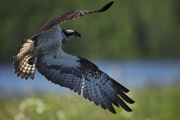 Western osprey