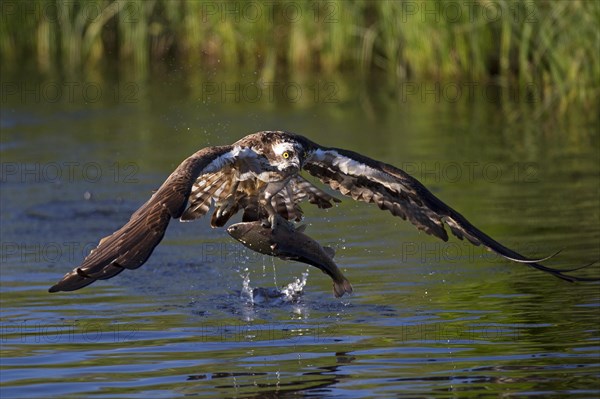 Western osprey