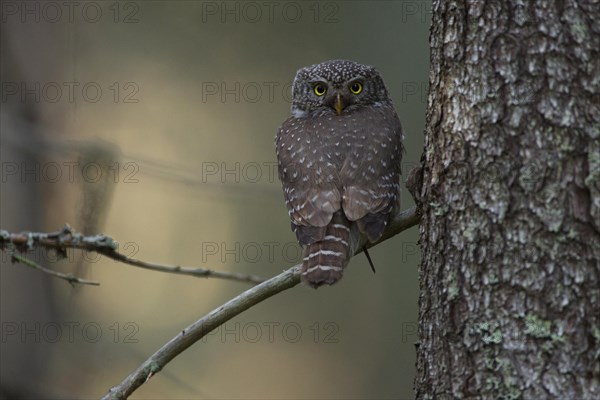 Pygmy owl