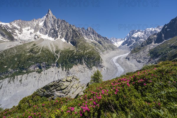 Pink alpine roses on the mountainside