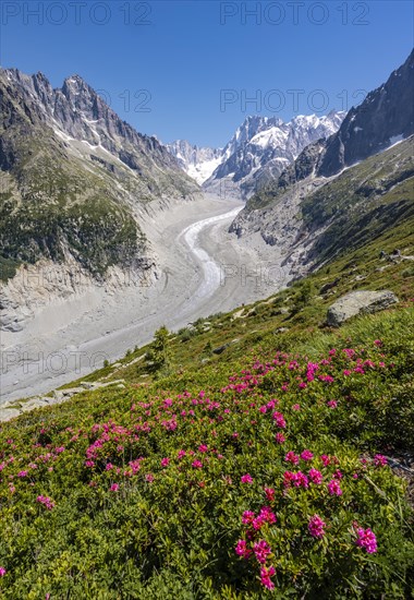 Pink alpine roses on the mountainside