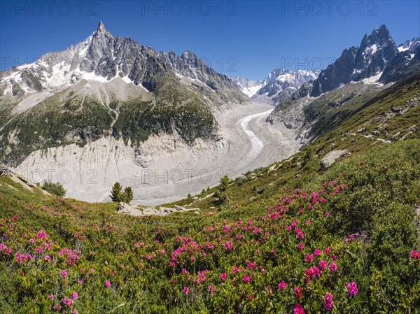 Pink alpine roses on the mountainside