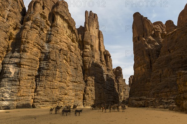 Camels and donkeys between rocks