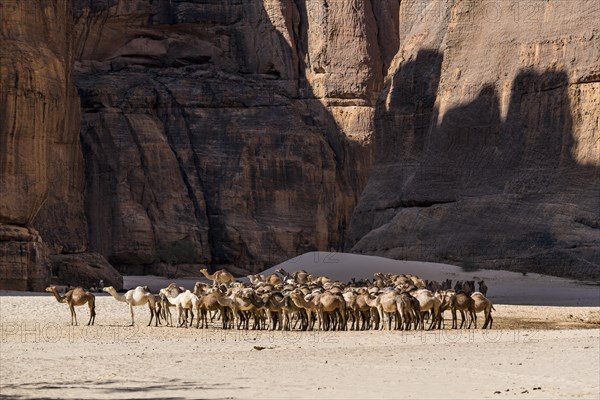 Camel herd