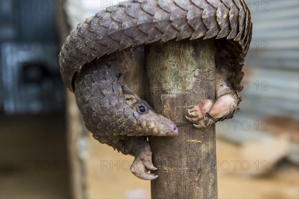 Pangolin