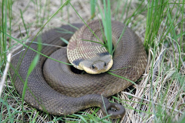 Eastern hog-nosed snake