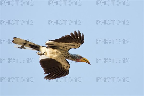 Southern Yellow-billed Hornbill