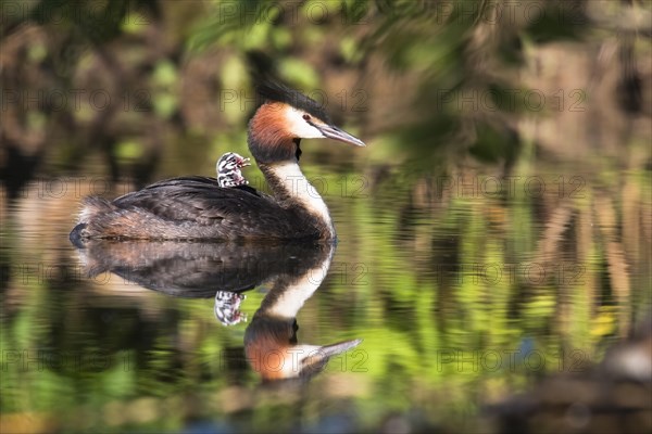 Great crested grebe