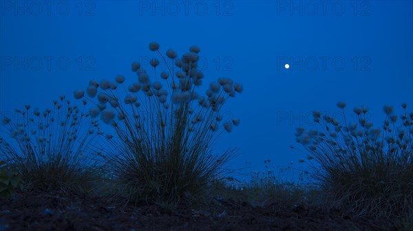 Hare's-tail cottongrass