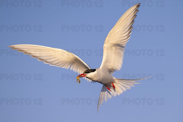 Arctic tern