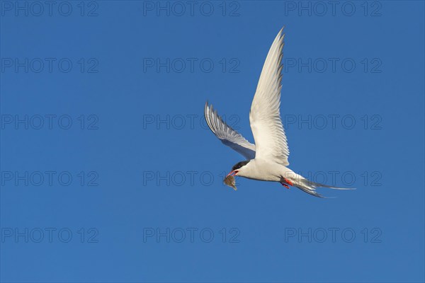 Arctic tern