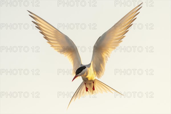 Arctic tern