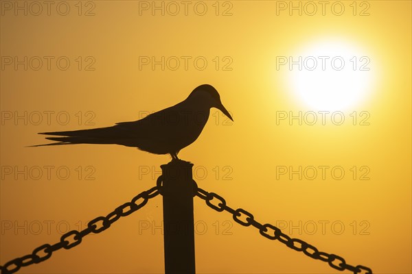 Arctic tern