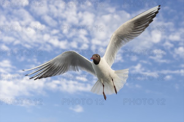 Black-headed gull