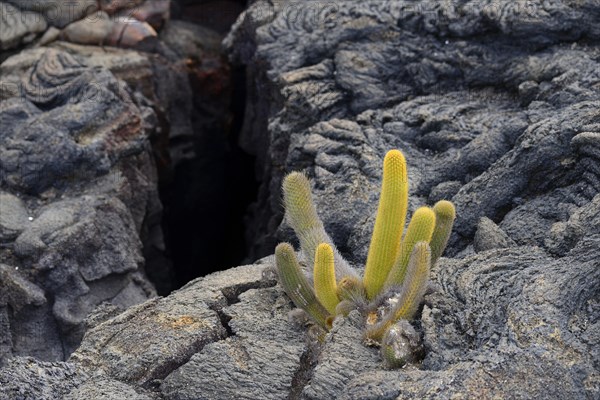 Lava cactus