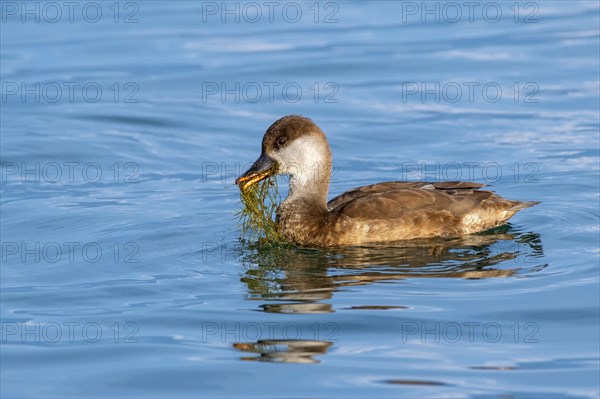 Red-crested pochard