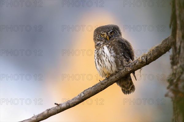 Pygmy Owl