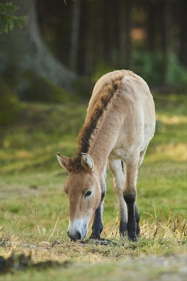 Przewalski's horse or Mongolian wild horse