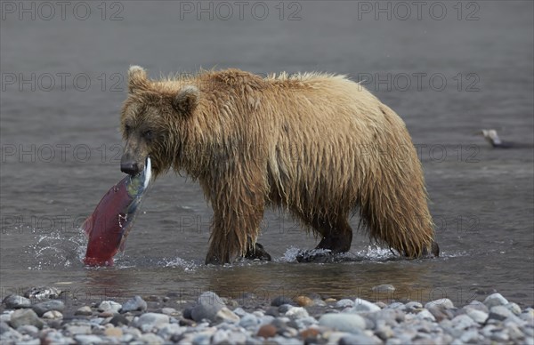 Kamchatka brown bear