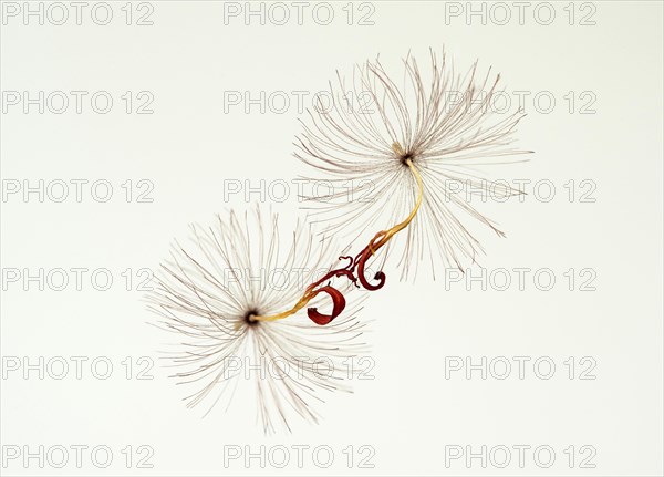 Flight seeds of a tannera flower