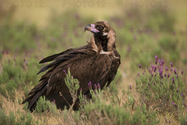 Cinereous vulture