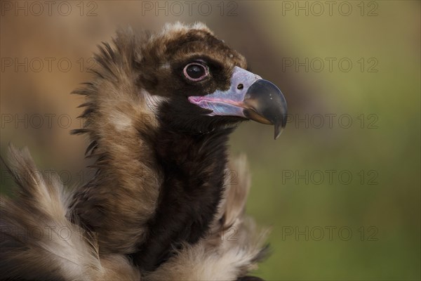 Cinereous vulture