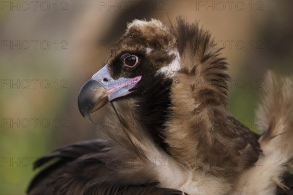 Cinereous vulture