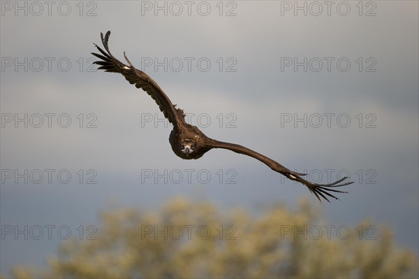 Cinereous vulture