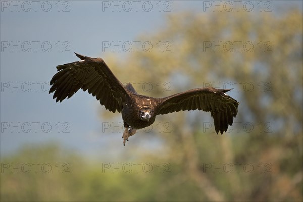 Cinereous vulture