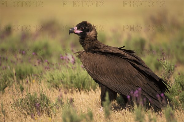 Cinereous vulture