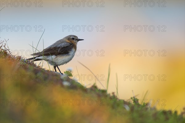 Northern wheatear